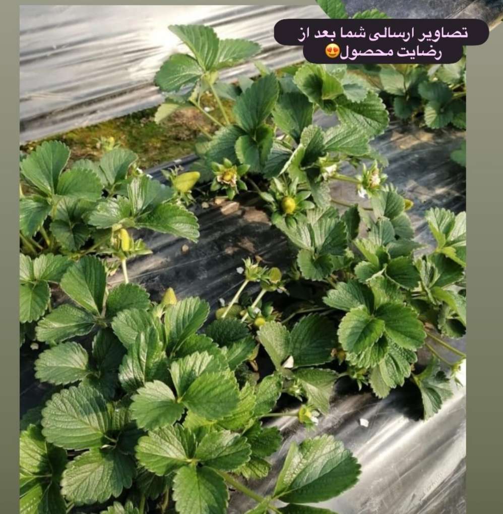 رویکرد تخصصی و خدمات جامع داروخانه گیاهپزشکی